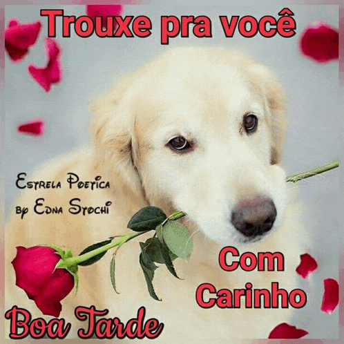 Cachorro Com Rosa Meme