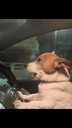 Cachorro Da Onu GIF