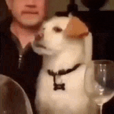 Cachorro Revirando Os Olhos GIF