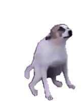 Cachorro Sticker