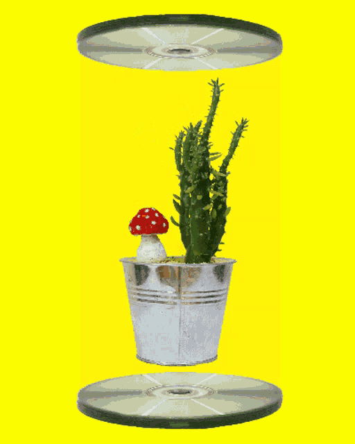 Cactus Rotating Cactus GIF