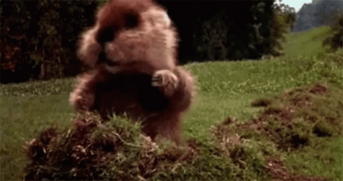 Caddy Shack GIF