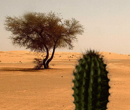 Caf Zombie GIF