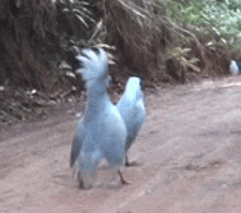Cagou Caledonie GIF