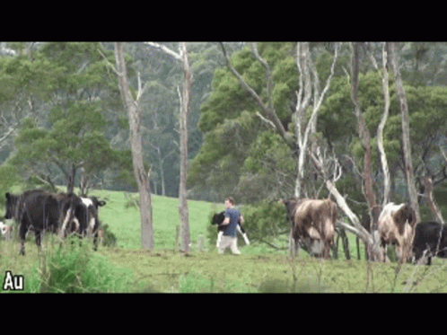 Calf Milk GIF. This 498 x 373 animated GIF is part of our cow milk collection. Created by AnnaFagberg. View the original animation, share it, or browse…
