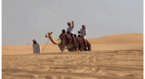 Camel Wave GIF