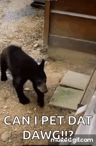 Can I Pet That Dog GIF. This 328 x 498 animated GIF is part of our thats a no for me dawg collection. Created by emmett_photo. View the original animation…