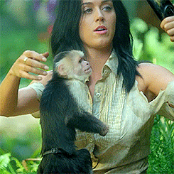 Can We Talk About How The Monkey Didn’t Like His Selfie GIF. This 245 x 245 animated GIF is part of our katy perry whipped cream collection. Related themes…