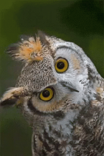Capisce Owl GIF. This 333 x 498 animated GIF is part of our shaft head tilt collection. Related themes include huh, what. Created by yvettelong78. View the…