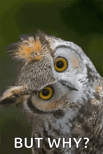 Capisce Owl GIF