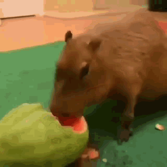 Capivara GIF