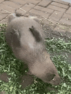 Capybara Capybaras GIF