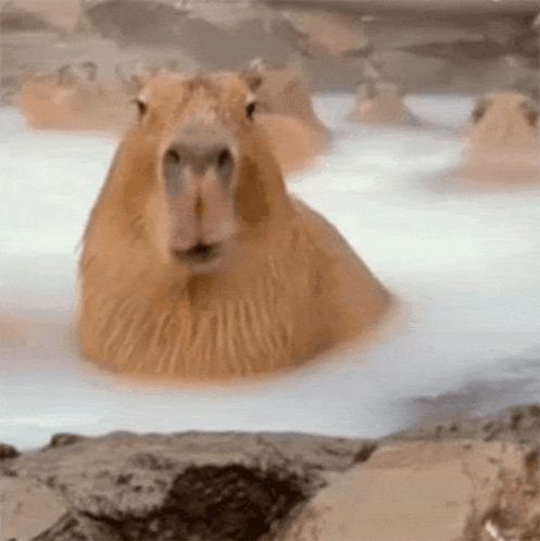 Capybara Chewing GIF