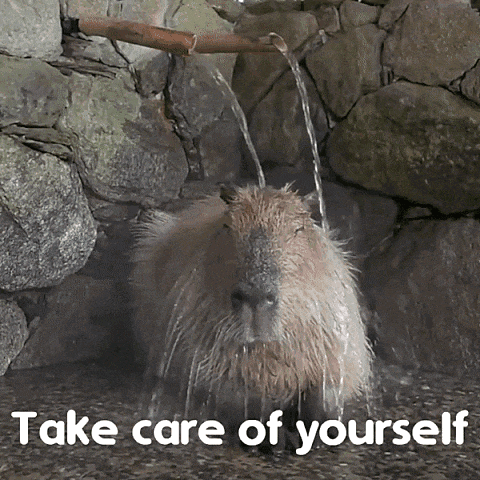 Capybara Cute GIF