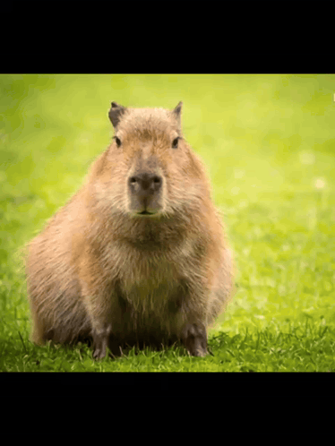 Capybara Dance GIF