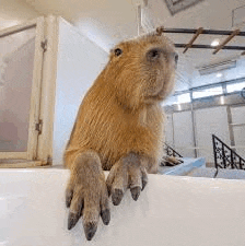 Capybara Feet Meme