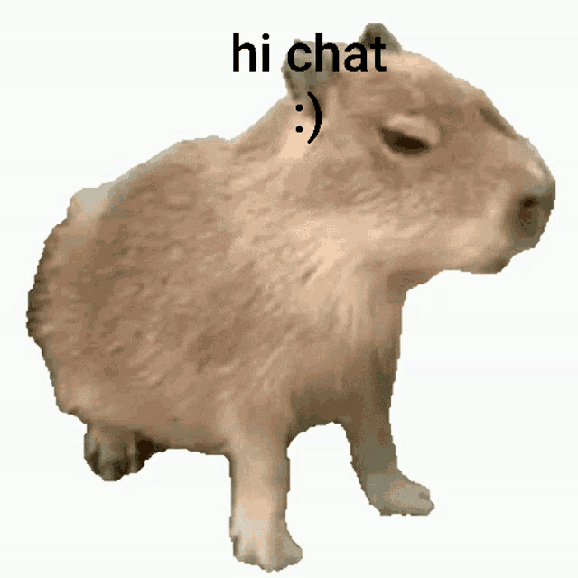 Capybara Hi Chat GIF