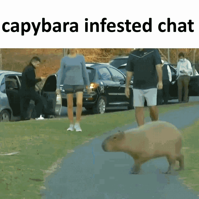 Capybara Infested Chat Capybara GIF