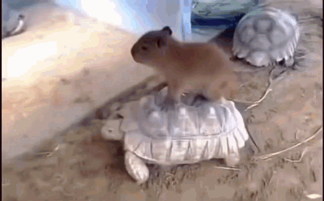 Capybara GIF