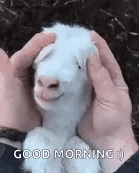Capybara GIF