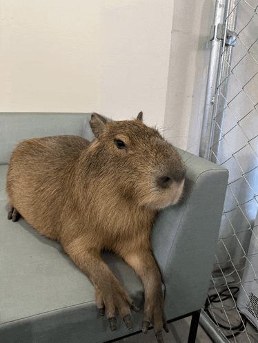 Capybara Meme