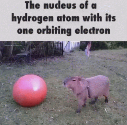 Capybara Meme GIF