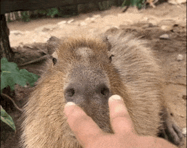 Capybara Nose GIF