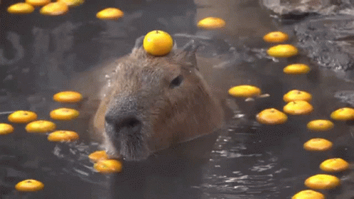 Capybara Orange GIF