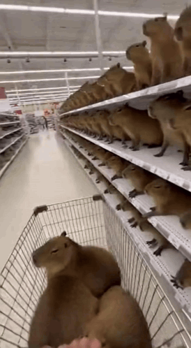 Capybara Shopping GIF