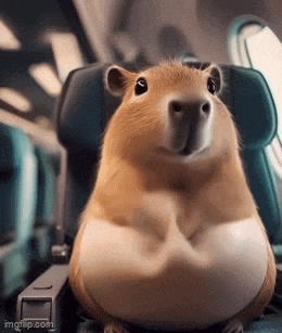 Capybara Stomach GIF