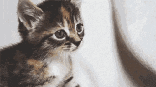 Caraj Cajo GIF