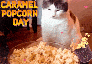 Caramel Popcorn Day Hungry Cat GIF