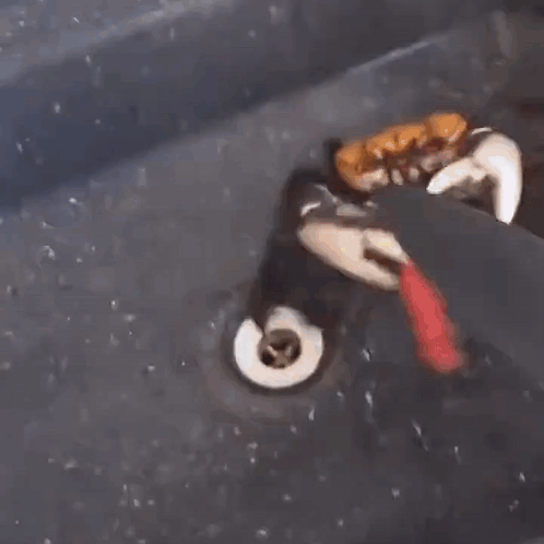 Caranguejo Pandlr GIF