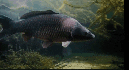 Carp Carp Swim GIF