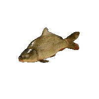 Carp Carpj Sticker