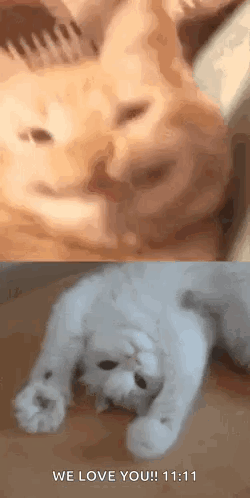 Cat 22 GIF