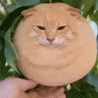 Cat Ai GIF