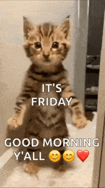 Cat Ai GIF