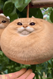 Cat Ai GIF