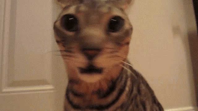 Cat Amazed GIF