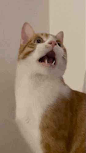 Cat Amazing GIF. This 281 x 498 animated GIF is part of our incredulous collection. Related themes include amazing, cat, drunk. Created by TheRegRob. View…