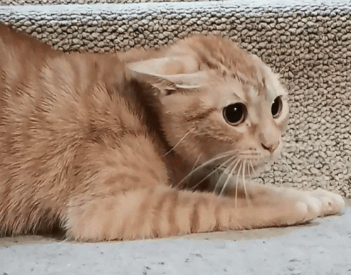 Cat Angry GIF