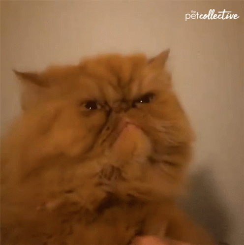 Cat Angry GIF