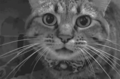 Cat Angry GIF