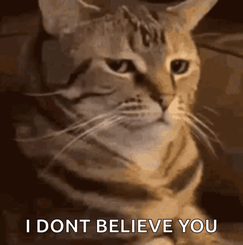Cat Angry GIF
