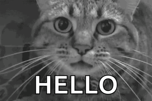 Cat Angry GIF