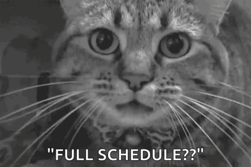 Cat Angry GIF