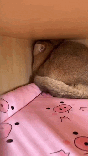 Cat Angry GIF
