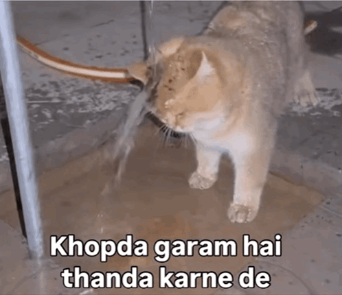 Cat Angry GIF