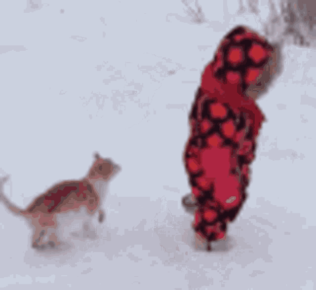 Cat Angry GIF